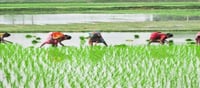 Farmers and farming underestimated profession?